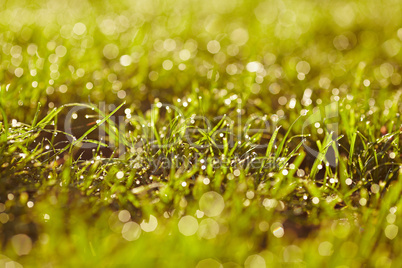 Morning dew on a grass.