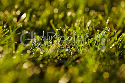 Morning dew on a grass.