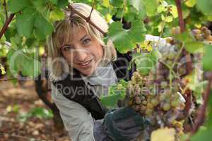 picking grapes