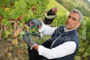 Couple pruning vines