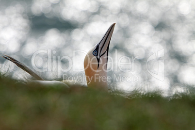 Basstölpel am Vogelfelsen auf Helgoland