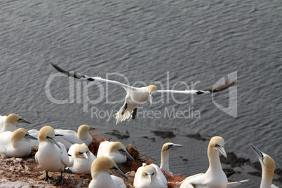 Basstölpel am Vogelfelsen auf Helgoland