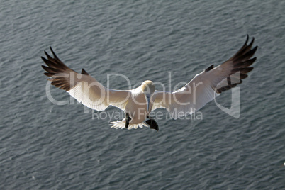 Basstölpel am Vogelfelsen auf Helgoland