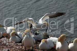 Basstölpel am Vogelfelsen auf Helgoland