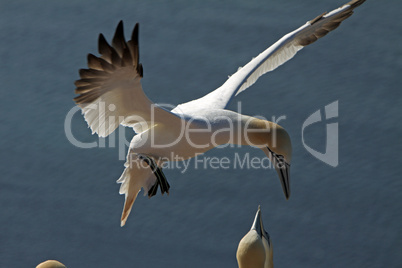 Basstölpel am Vogelfelsen auf Helgoland