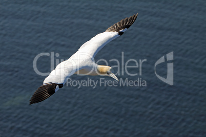 Basstölpel am Vogelfelsen auf Helgoland