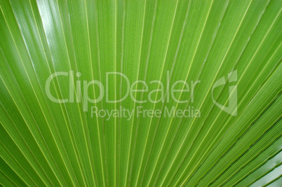 palm leaf