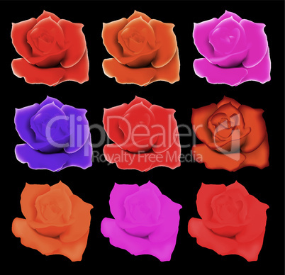vector  roses