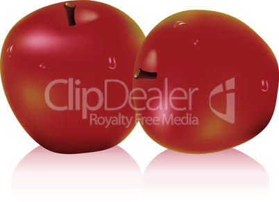 vector apples