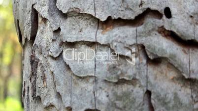 Trunk of the tree with exfoliated bark