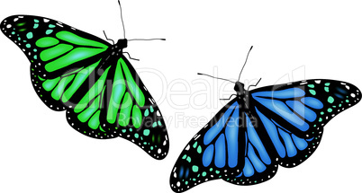 vector  butterflies