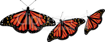 vector  butterflies