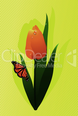 vector  tulip and a butterfly