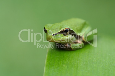 Hyla meridionalis green tree frog