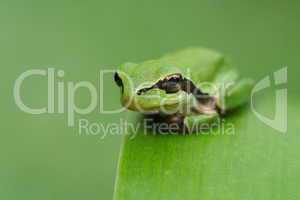 Hyla meridionalis green tree frog