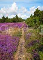 hiking trail