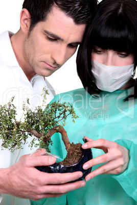 Doctors examining bonsai