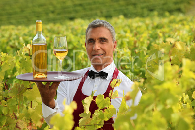 Wine waiter in the middle of vineyards