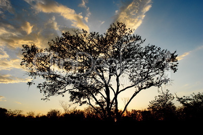 Yucatan Forest