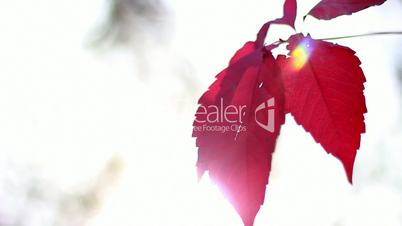 Ray of the sun on the red leaves of the wild grape
