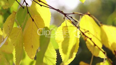 Tree branch with yellow leaves