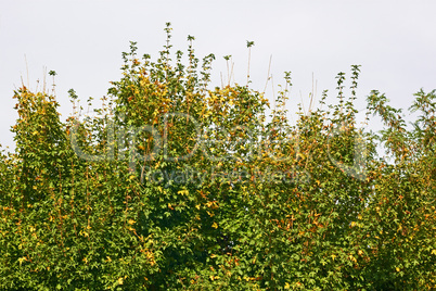 Maple tree tops in early autumn