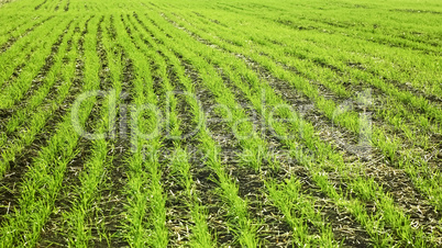 Sown wheaten field in autumn