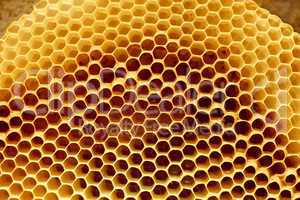 Honeycomb fragment