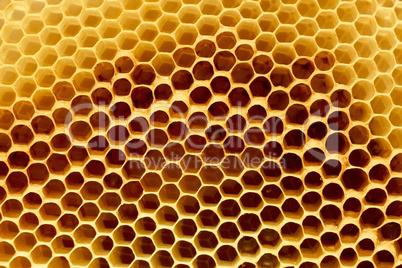 Fragment of honeycomb