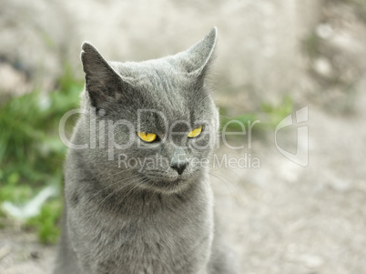 Mature gray British cat outdoors