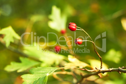 Red hawthorn berries