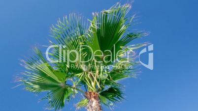 Palm tree against a blue sky.