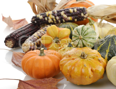 Mini Pumpkins And Indian Corn