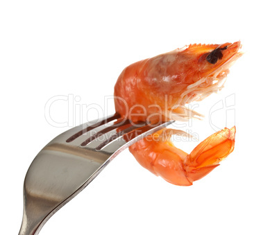 Boiled shrimp on a fork.