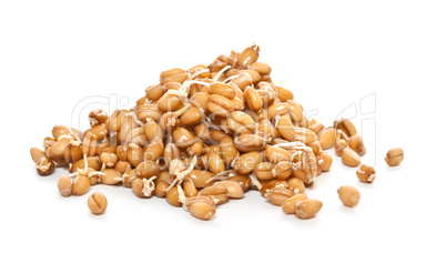 Sprouted wheat grain closeup on white background