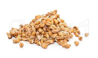 Sprouted wheat grain closeup on white background