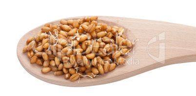 Sprouted wheat grain closeup on white background