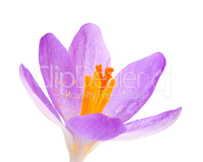 Crocus flower closeup on white background