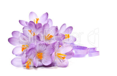 Bouquet of spring crocuses on a white background