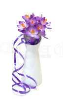 Bouquet of spring crocuses on a white background