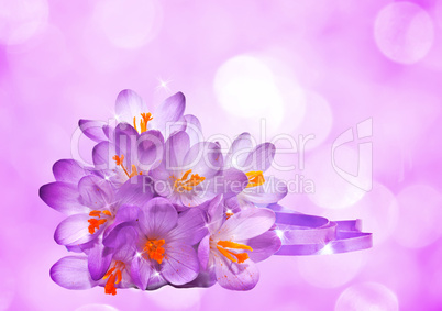 Purple background with flowers of crocus