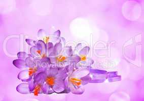 Purple background with flowers of crocus