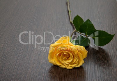 Yellow rose on a wooden table
