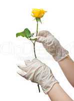 Hands of a doctor in a sterile gloves holding a rose