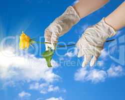 Hands of a doctor in a sterile gloves holding a dew in the sky