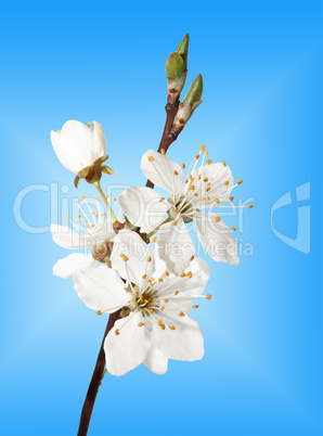 branch of cherry blossoms against the blue sky