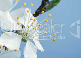 branch of cherry blossoms against the blue sky