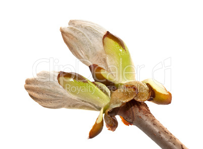Chestnut bud closeup on white background