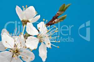 branch of cherry blossoms against the blue sky