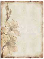 old paper background with cherry blossom